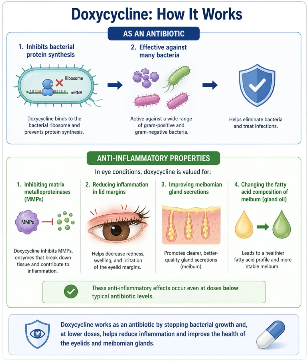 Infographic on how doxycycline works: as an antibiotic, doxycycline is a tetracycline that binds the 30S bacterial ribosomal subunit to inhibit protein synthesis, producing broad-spectrum bacteriostatic activity against gram-positive and gram-negative organisms as well as atypical pathogens; at sub-antimicrobial (lower) doses it also has distinct anti-inflammatory and ocular surface effects useful in blepharitis, meibomian gland dysfunction, and ocular rosacea - inhibiting matrix metalloproteinases (MMPs) that degrade tissue and amplify inflammation, reducing lid-margin redness and swelling, promoting clearer higher-quality meibomian gland secretions (meibum), and shifting the meibum fatty acid profile toward a more stable tear film lipid layer