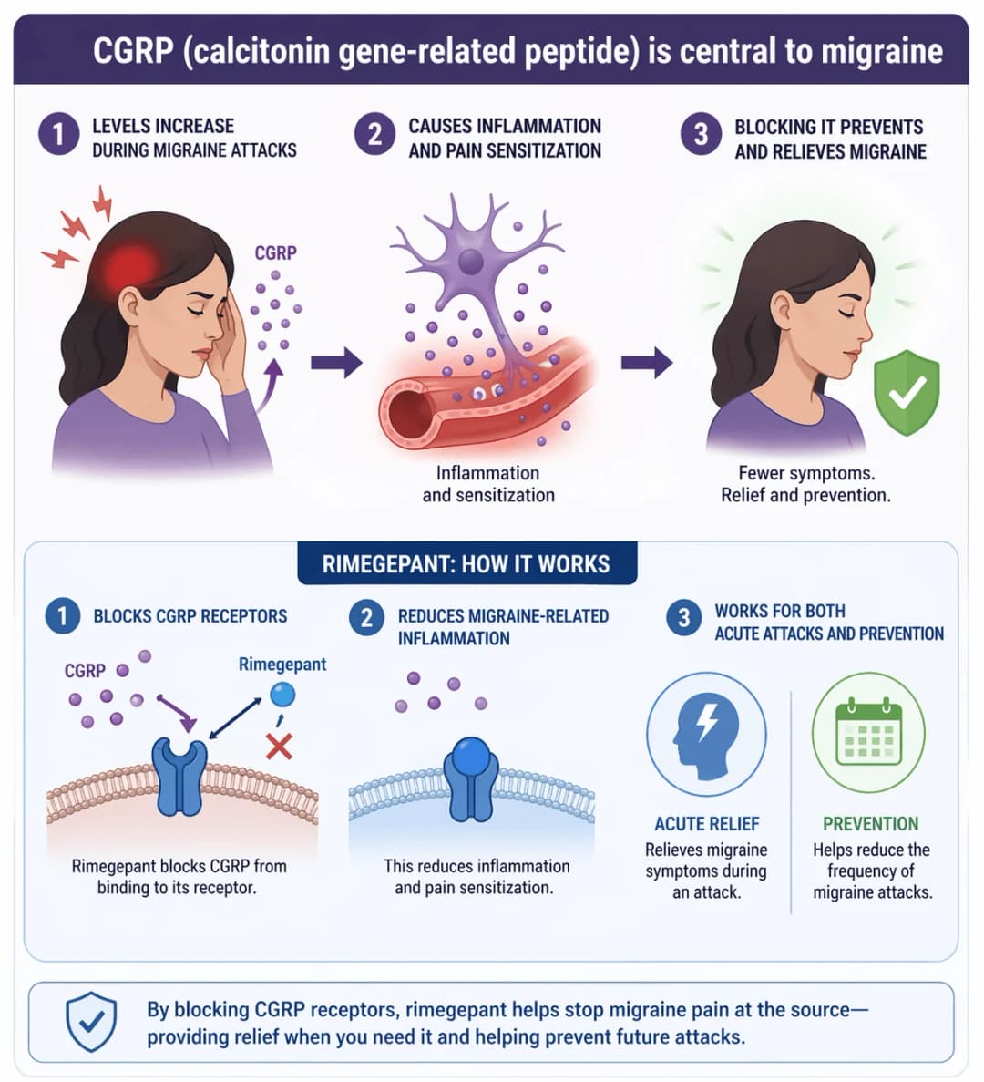 Infographic on how Nurtec ODT (rimegepant) works for migraine: CGRP (calcitonin gene-related peptide) levels rise during a migraine attack and drive neurovascular inflammation and pain sensitization, so blocking CGRP prevents and relieves migraine; rimegepant is a small-molecule CGRP receptor antagonist (gepant) that competitively blocks CGRP from binding to its receptor, reducing migraine-related inflammation and pain signaling, and is approved for both acute treatment of a migraine attack and preventive reduction of migraine frequency